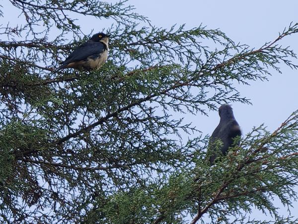 <h3><a href="/trips/tanzania/biota/animalia/chordata/aves/040 passeriformes/105 sturnidae/poeoptera sharpii/poeoptera sharpii-nl.html">Poeoptera&nbsp;sharpii</a> / Sharpe's&nbsp;starling / Sharpes&nbsp;spreeuw</h3>OM-1 Mark II met OLYMPUS M.150-400mm F4.5, 1/2000 sec  bij F4.5, ISO 640, afstand 56.8&nbsp;m